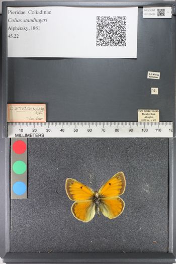 Media type: image;   Entomology 125435